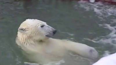 На Урале прокуратура выяснила причину смерти белого медведя Умки