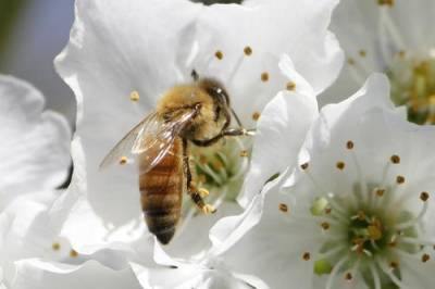 В Польше от отравления пестицидами погибло 7,5 миллионов пчёл
