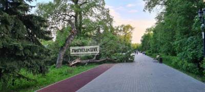 Ветер повалял деревья в Липецке