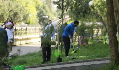 В Сочи инициировали высадку редких видов сосен