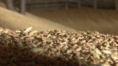 Объём экспортированной из Воронежской области пшеницы вырос в 10 раз