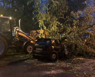Дерево раздавило автомобиль в Приморском районе Петербурга