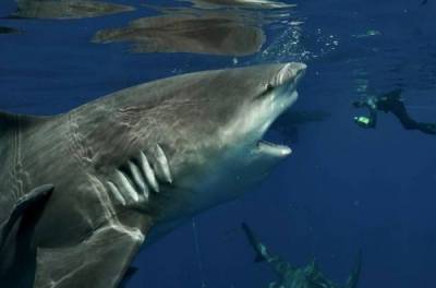 Дайвер "нос к носу" столкнулся с четырехметровой хищной акулой