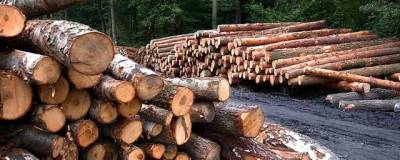 Почти 20 тысяч кубометров леса вывезла из Забайкалья в Китай международная ОПГ