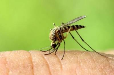 Медики назвали самую "вкусную" группу крови для комаров