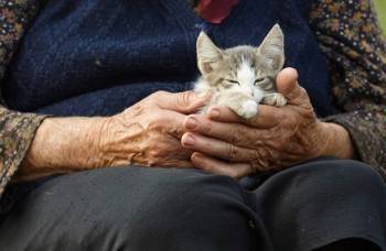 Возвращение пенсионерки и кота, поиск 16-летней вологжанки и поддержка курсантов ВИПЭ: обзор новостей дня