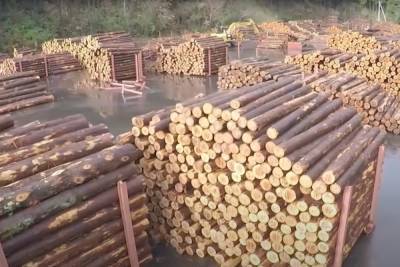 ОПГ вывезла в Китай российский лес более чем на 80 млн рублей
