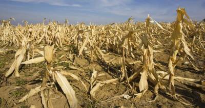 Глобальное потепление снизит урожайность в 30 % аграрных регионов Земли