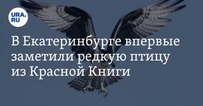 В Екатеринбурге впервые заметили редкую птицу из Красной Книги