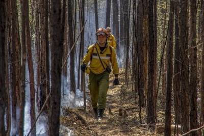 В Красноярском крае весной ликвидировано 203 лесных пожара в 38 районах