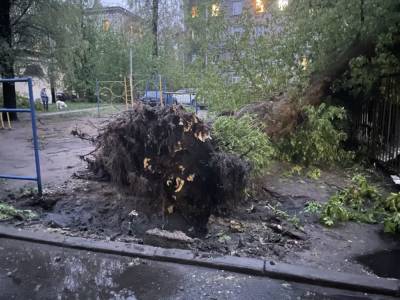 В Приморском районе дерево рухнуло на детскую площадку