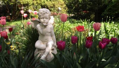 Тверской Ботанический сад приглашает на «Бал тюльпанов»