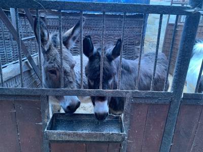 Конный клуб в Засвияжье проверяют на жестокое обращение с животными