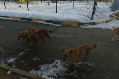 Оренбуржцев, выбрасывающих на улицу животных, предлагают штрафовать