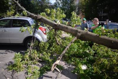 Накануне ветер повалил в Москве 17 деревьев