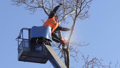 В селе в Тверской области аварийные деревья привели в порядок по решению суда