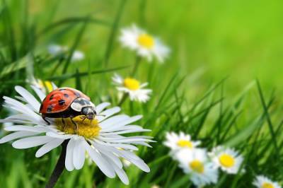В Германии объявлена летняя акция подсчёта насекомых
