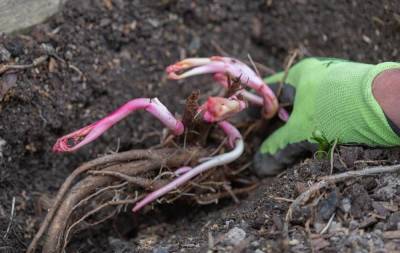 Как посадить пионы весной – пошаговый мастер-класс с фото