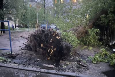 Штормовой ветер с грозой повалили в Петербурге 20 деревьев