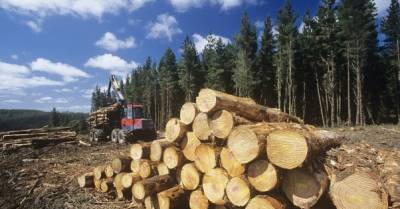 Во Львовской области внедрили выборочный способ рубки леса