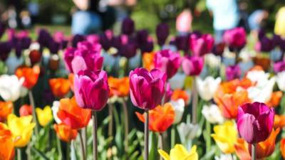 На Елагином острове 22-23 мая пройдет Фестиваль тюльпанов