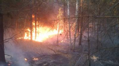 В Пензенской области вновь полыхают лесные пожары