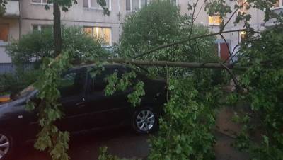 Большинство деревьев ураган повалил в Приморском районе