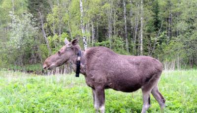 В Новосибирской области пересматривают правила охоты на лося и косулю