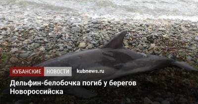 Дельфин-белобочка погиб у берегов Новороссийска