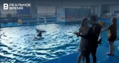 В Набережных Челнах сняли на видео свадьбу, где друзьями жениха стали дельфины