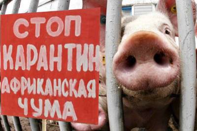 Костромские карантины: в Нерехтском районе ограничения из-за африканской чумы свиней