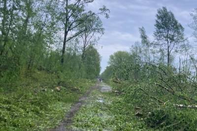 Почти 40 деревьев повалил ураган на трассе под Великими Луками