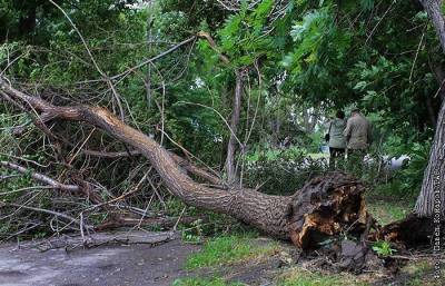 Буря в Петербурге повалила 161 дерево