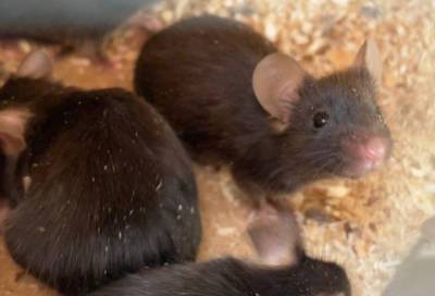 В Пулково 110 лабораторных мышей и крыс прошли ветеринарный контроль