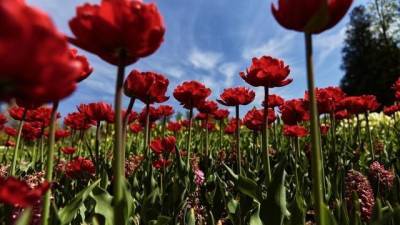 Традиционный фестиваль тюльпанов состоится на Елагином острове