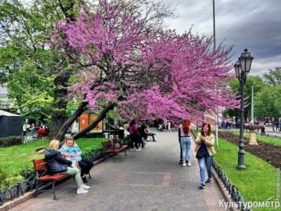 Фиолетовое чудо: в городском саду Одессы расцвело Иудино дерево (ФОТО)