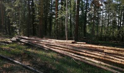 МВД Башкирии проверит законность вырубки деревьев в Ургунском лесу