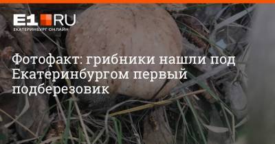 Фотофакт: грибники нашли под Екатеринбургом первый подберезовик