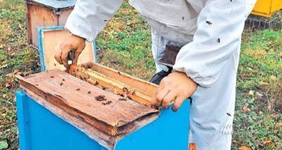 Липецких пчеловодов будут предупреждать об обработке полей пестицидами