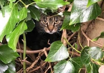 В Великобритании кошка с котятами поселилась в гнезде
