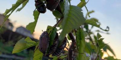 Рязань переживает небывалое нашествие майских жуков – СМИ