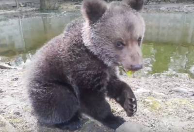 В Ленобласти трехмесячный медвежонок Потап учится дружить с соседями по зоопарку