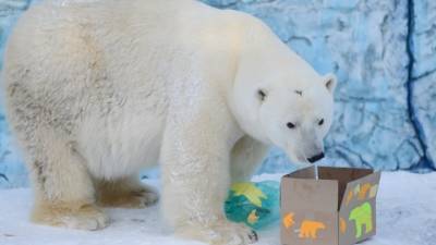 Видео из Сети. На Урале прокуратура выяснила причину смерти белого медведя Умки