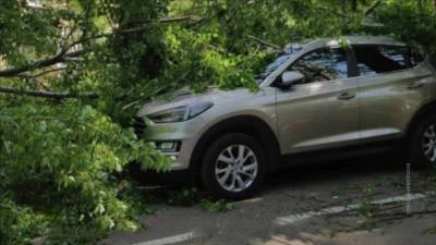 В Москве поваленные ветром деревья травмировали двух человек