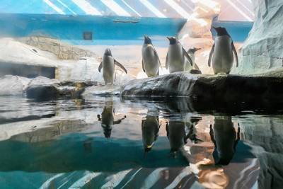 Шесть пингвинов Гумбольдта перебрались из Москвы в македонский зоопарк
