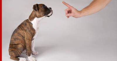 Сосед мечты: 5 самых тихих пород собак, которые почти не лают