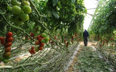 «Томатная корона»: израильский вирус настиг турецкие помидоры