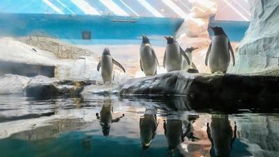 Шесть пингвинов из Московского зоопарка отправили в Северную Македонию