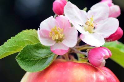 В Тамбовской области пройдет фестиваль «Мичуринские яблони в цвету»