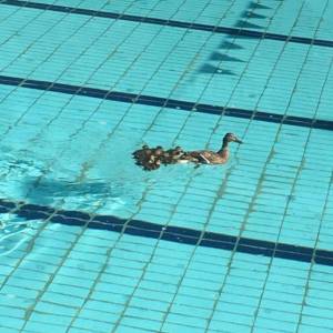 В бассейн спорткомплекса во Львове заплыла утка с утятами. Фото
